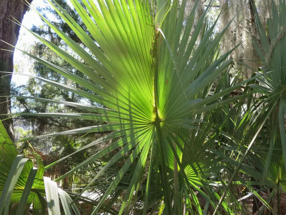 Light catching a fan palm.