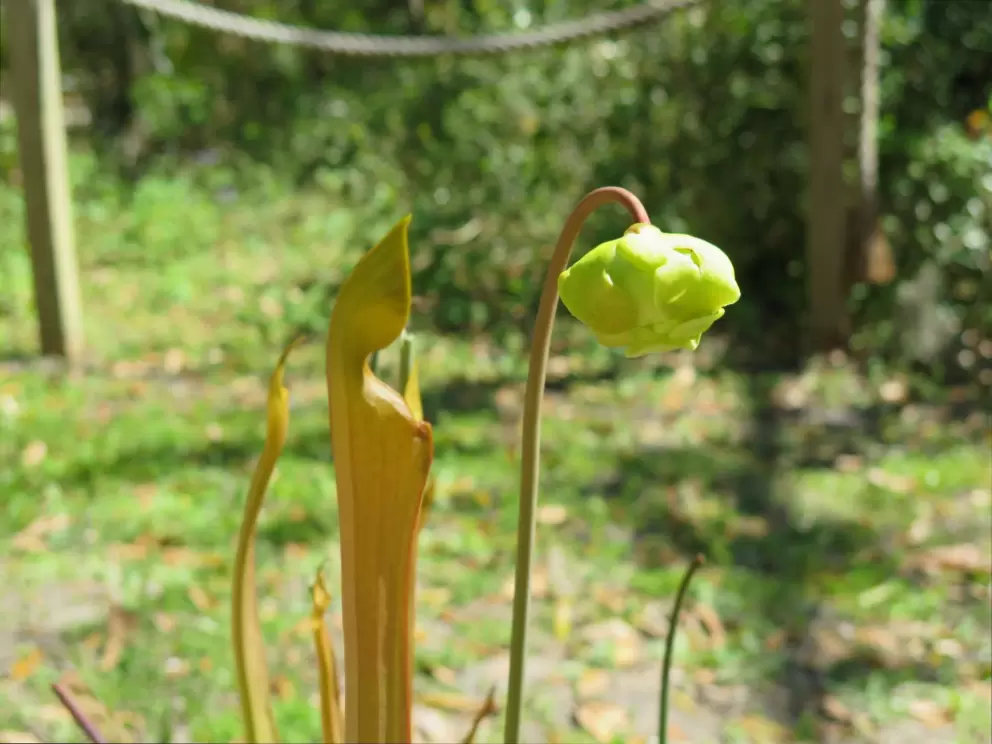 Carnivorous plant.