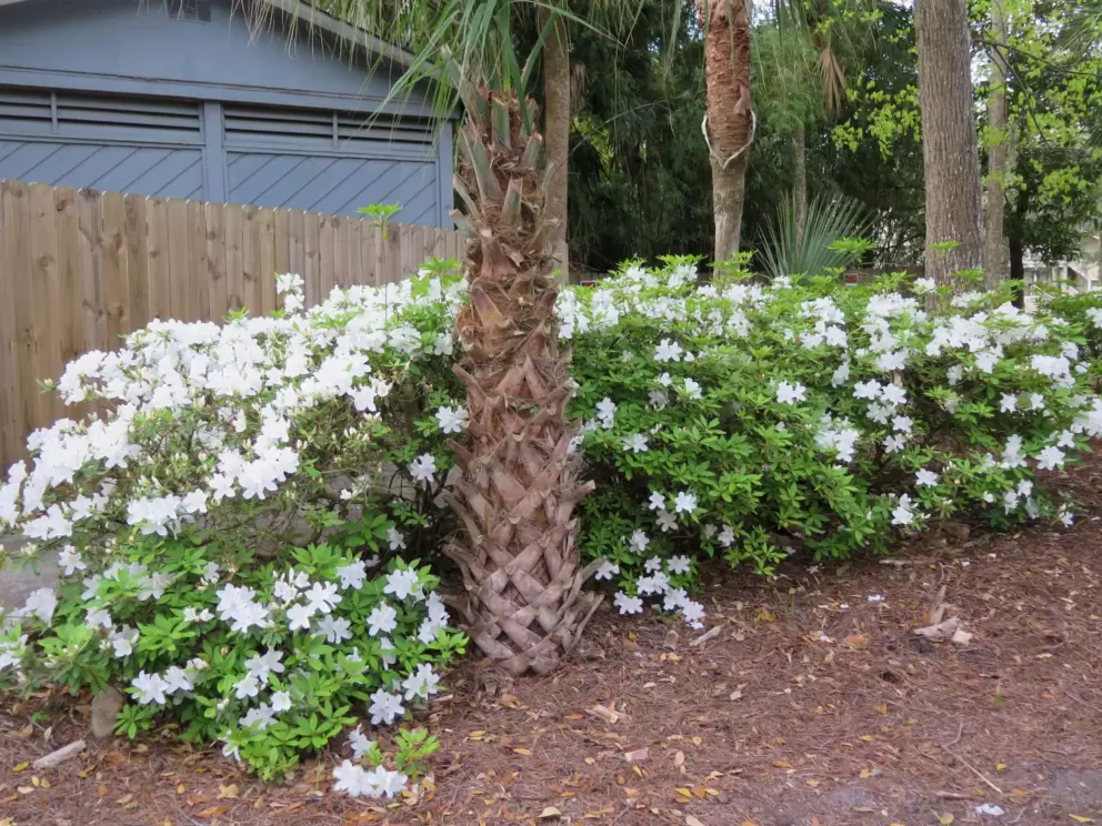 White azalea flowers.