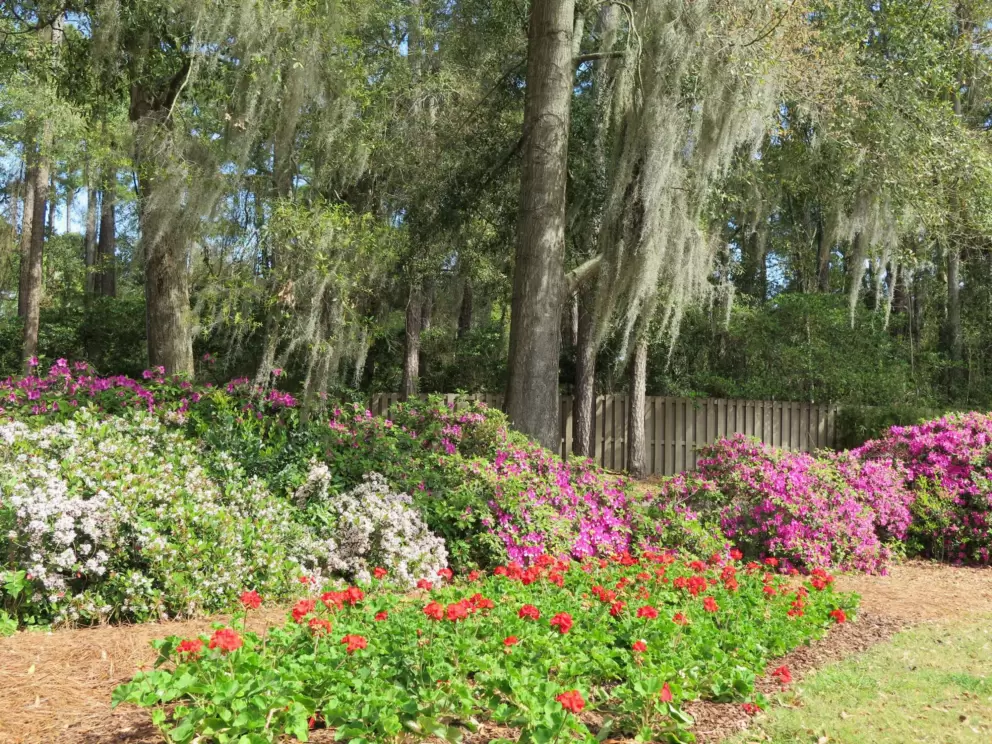 Purple and white azalea.