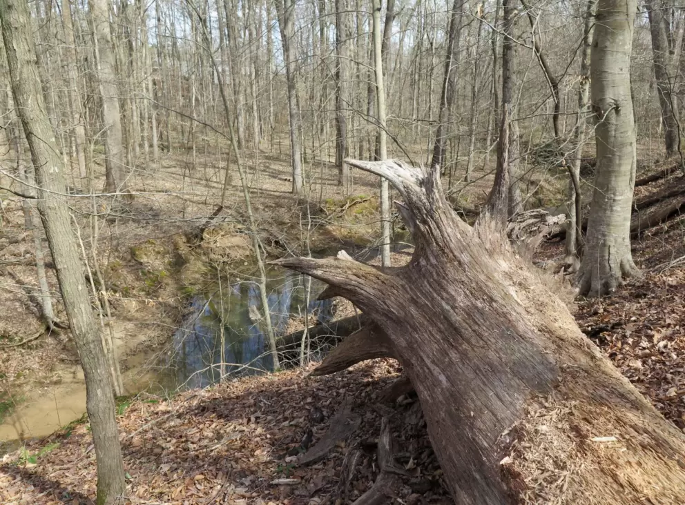 Fallen tree.