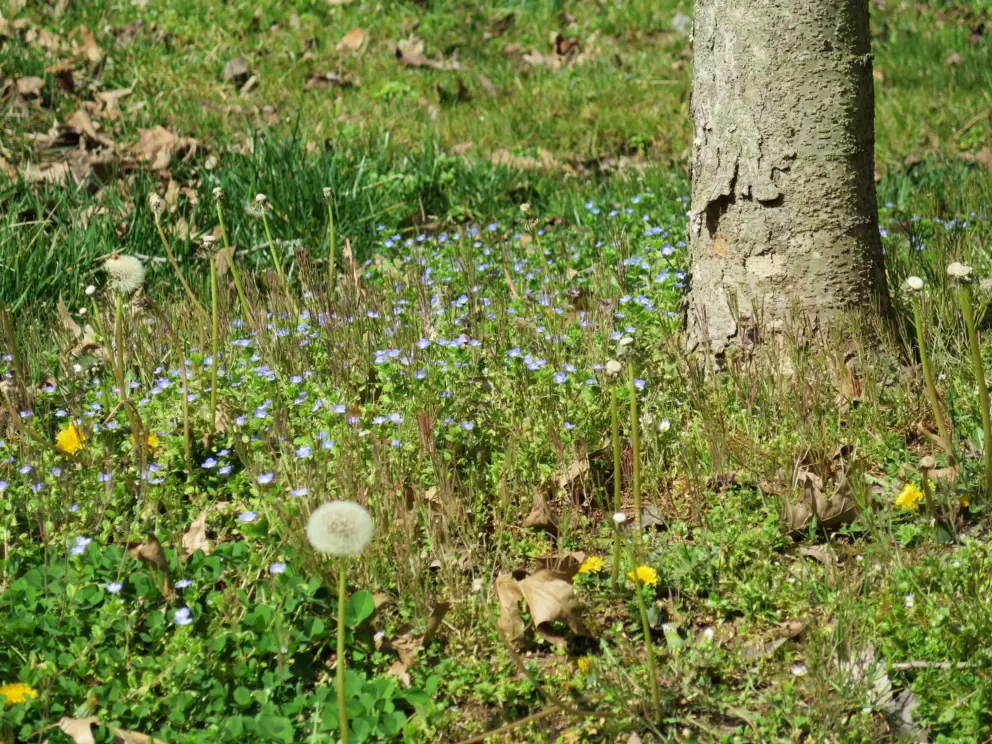 Dandelion and spring flowers along the path, in March.