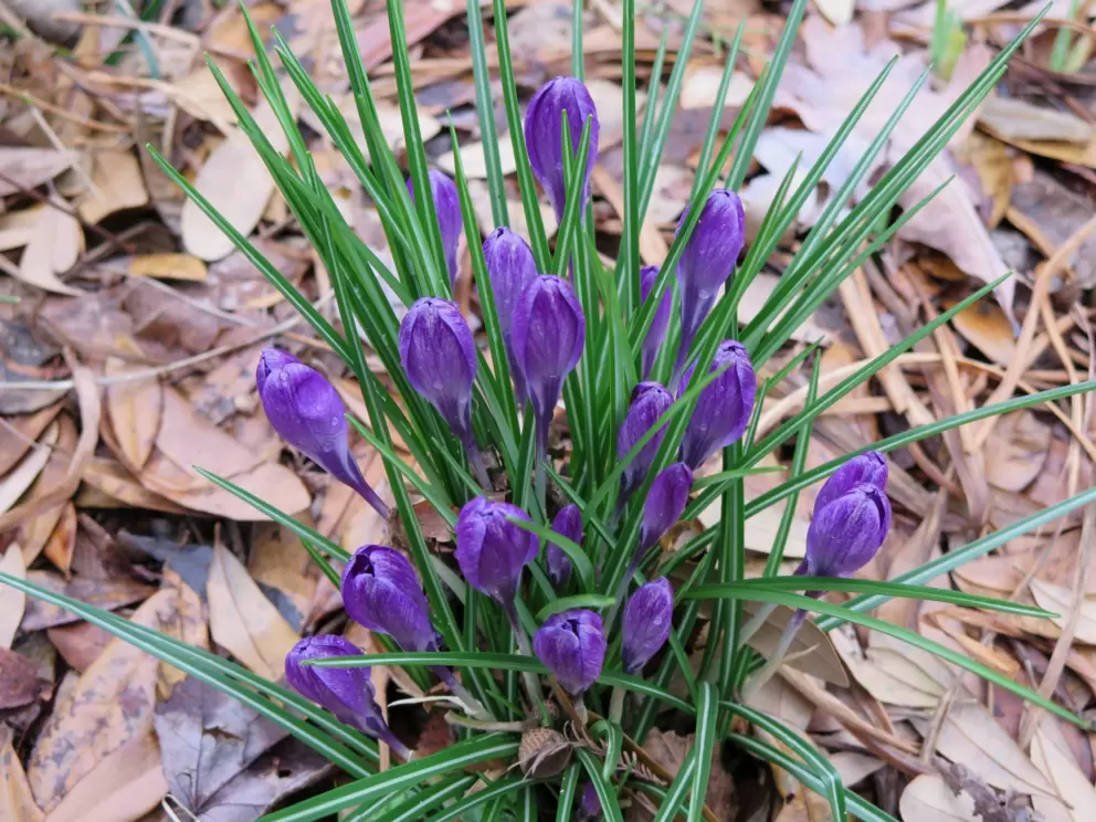 Tommasini's Crocus, a pretty little bouquet, in March.