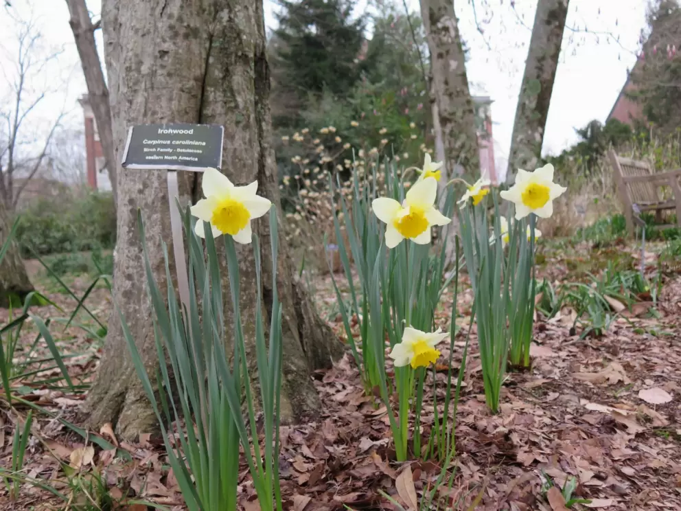 Daffodills sprucing up an otherwise bleak winter day.