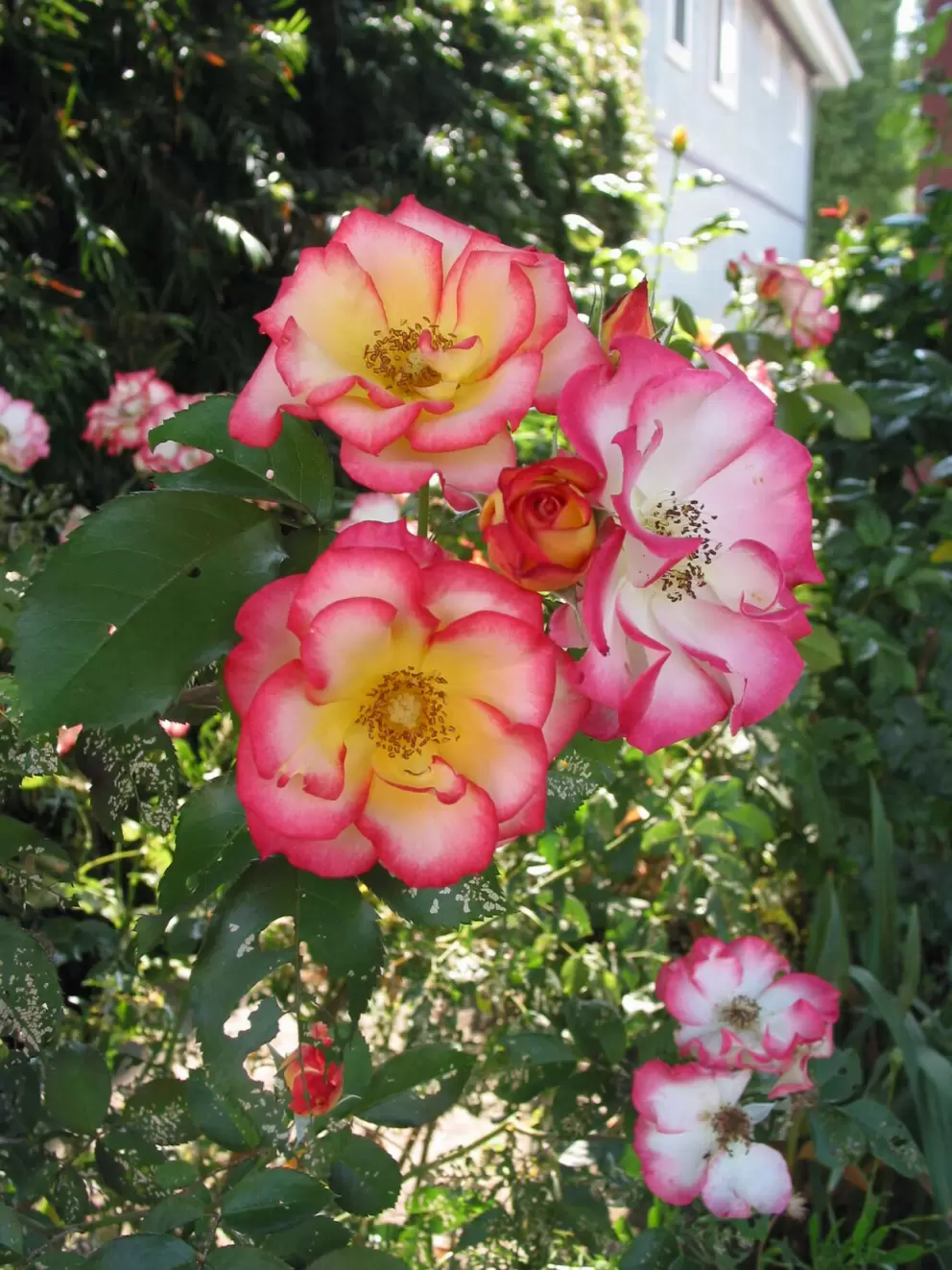 Rose garden in front of Victorian home.