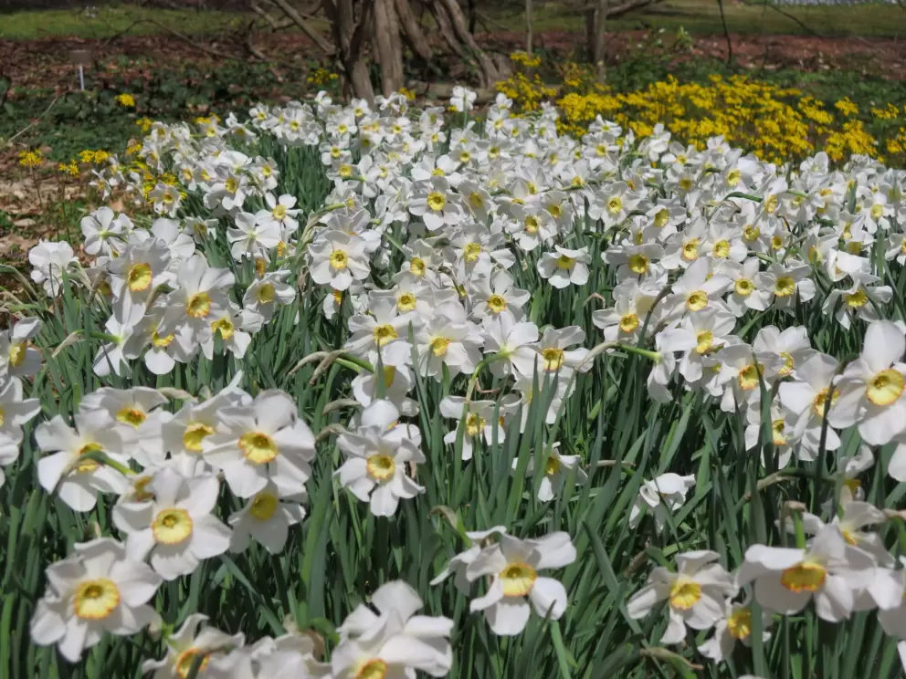 Daffodils!
