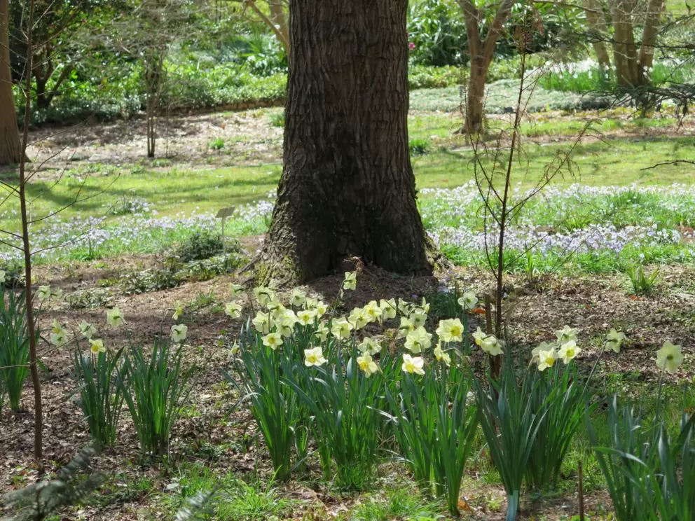 Daffodils and blue flowers.