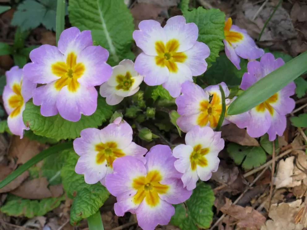 English Primrose.