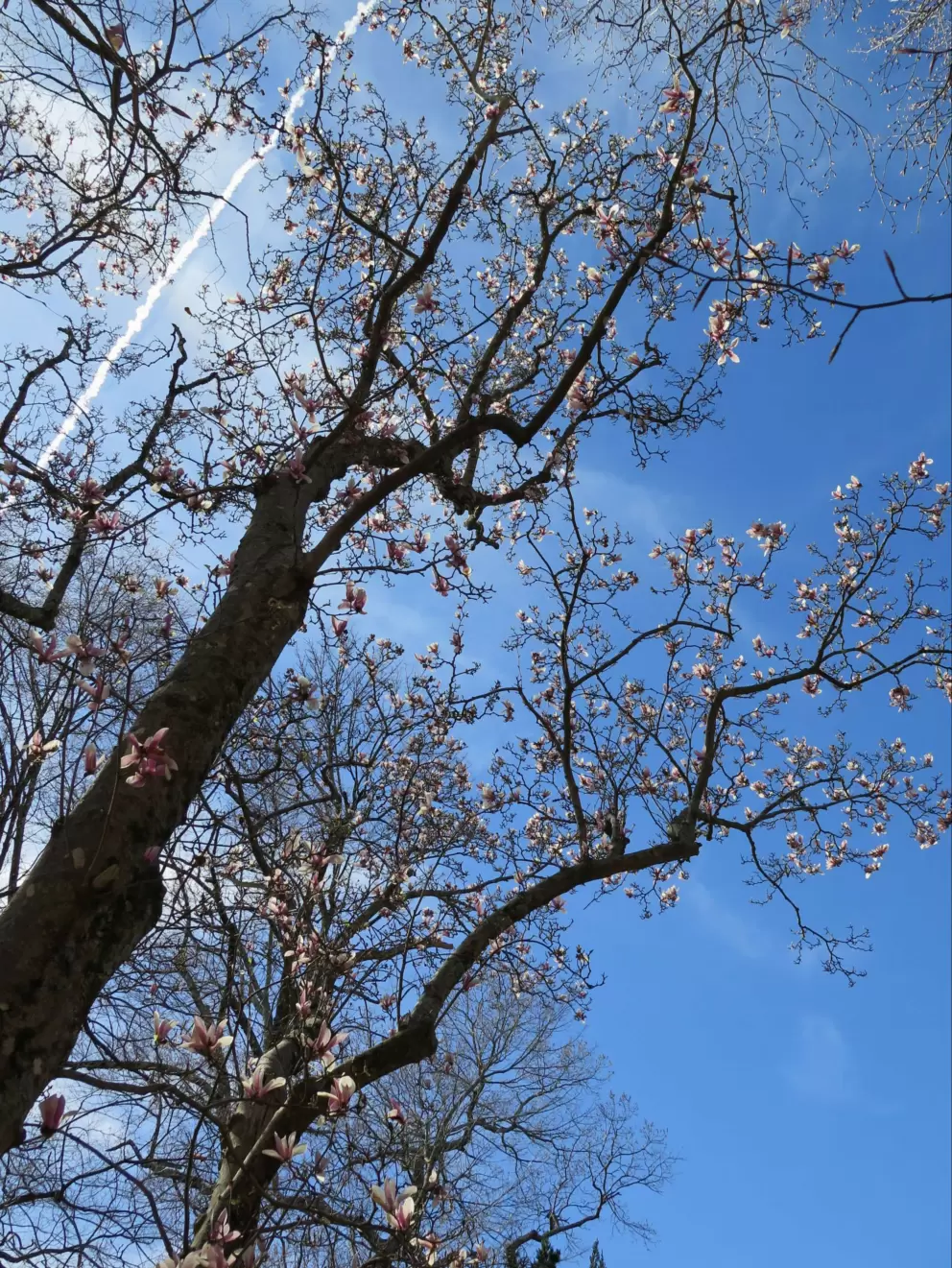 Winter blossoms.
