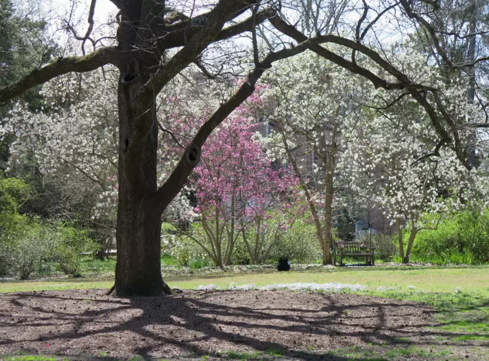 White and purple blossoms in March.