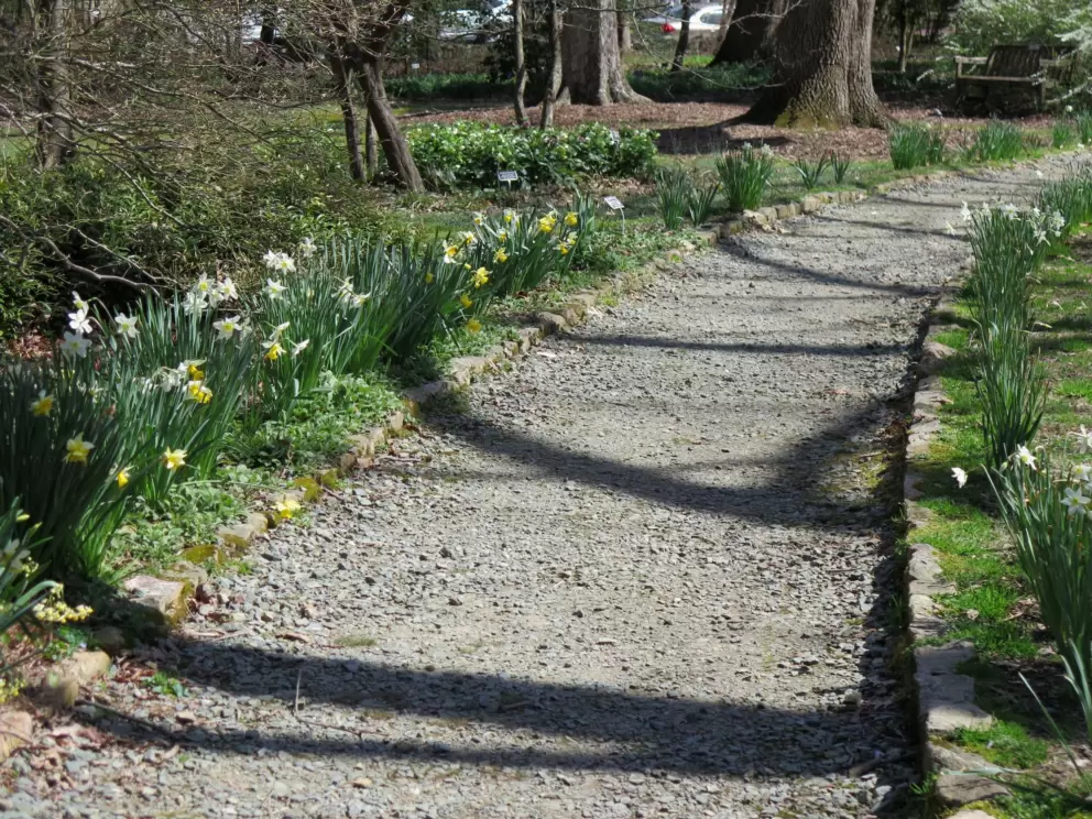 Daffodils along the path.