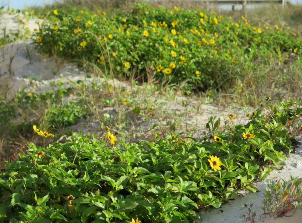 Flowers on the dunes.