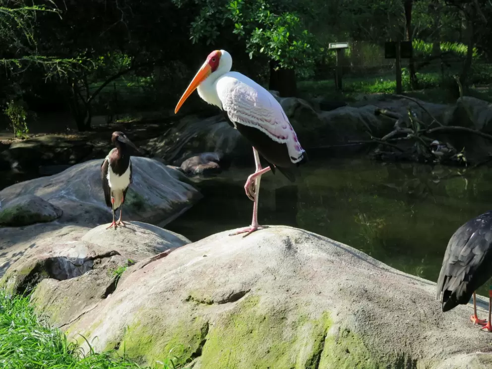 Cute bird standing on one leg on a rock.