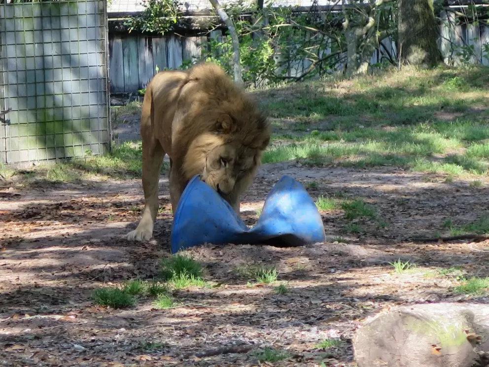 Lion playing with a toy.
