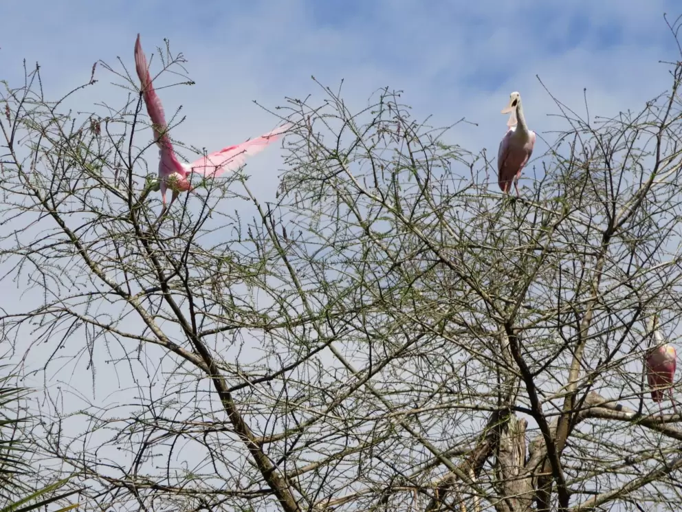 Roseate spoonbill in a tree!