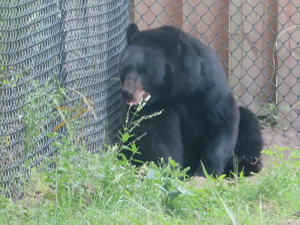 Florida black bear.