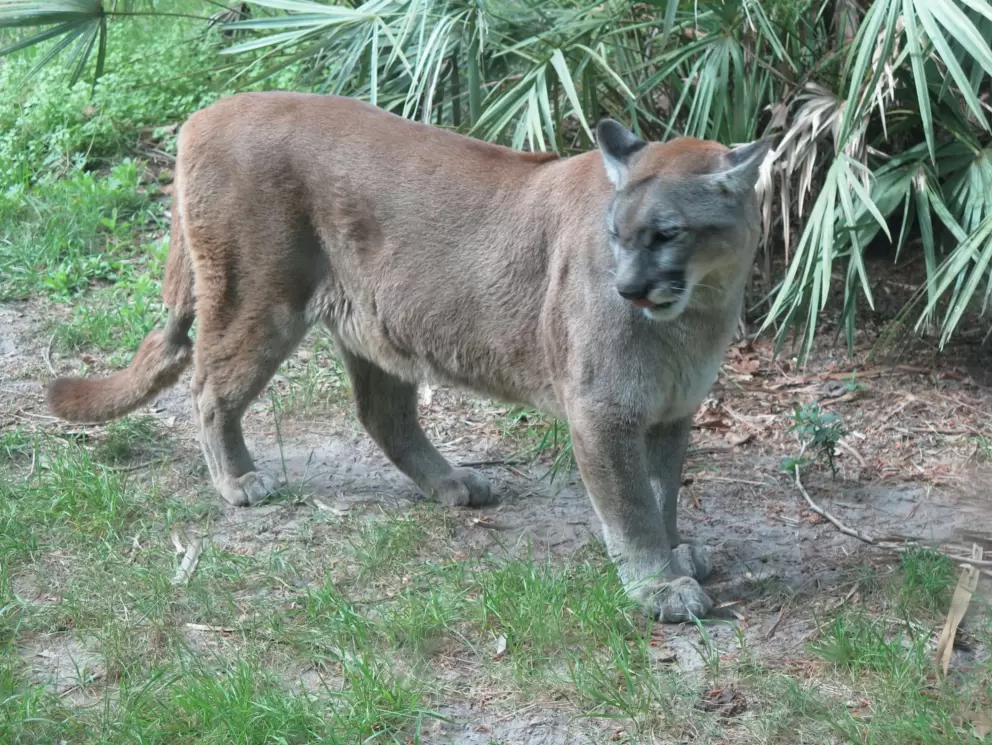 Florida panther. 