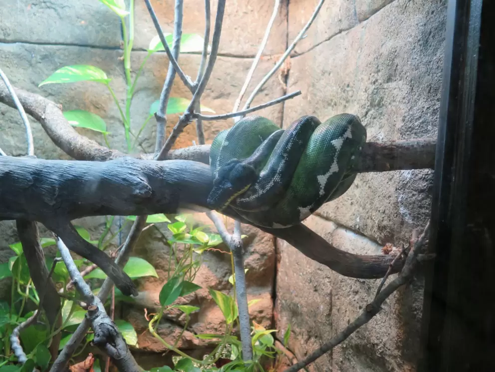 Snake in the Lost Temple.