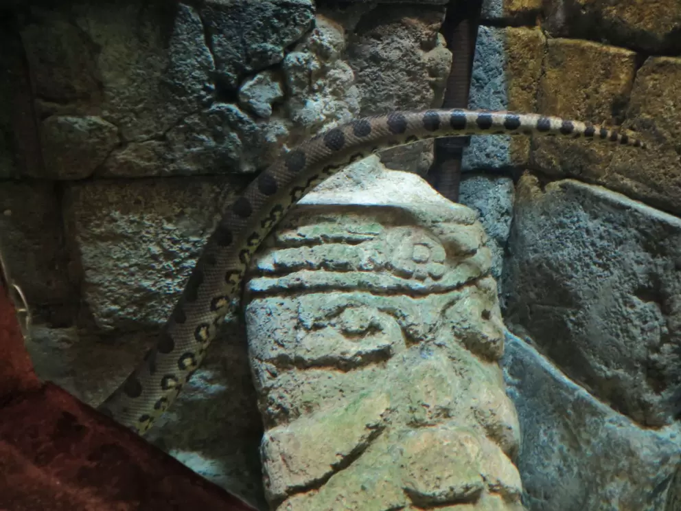 Green anaconda. They live in slow-moving rivers in the Amazon River Basin.