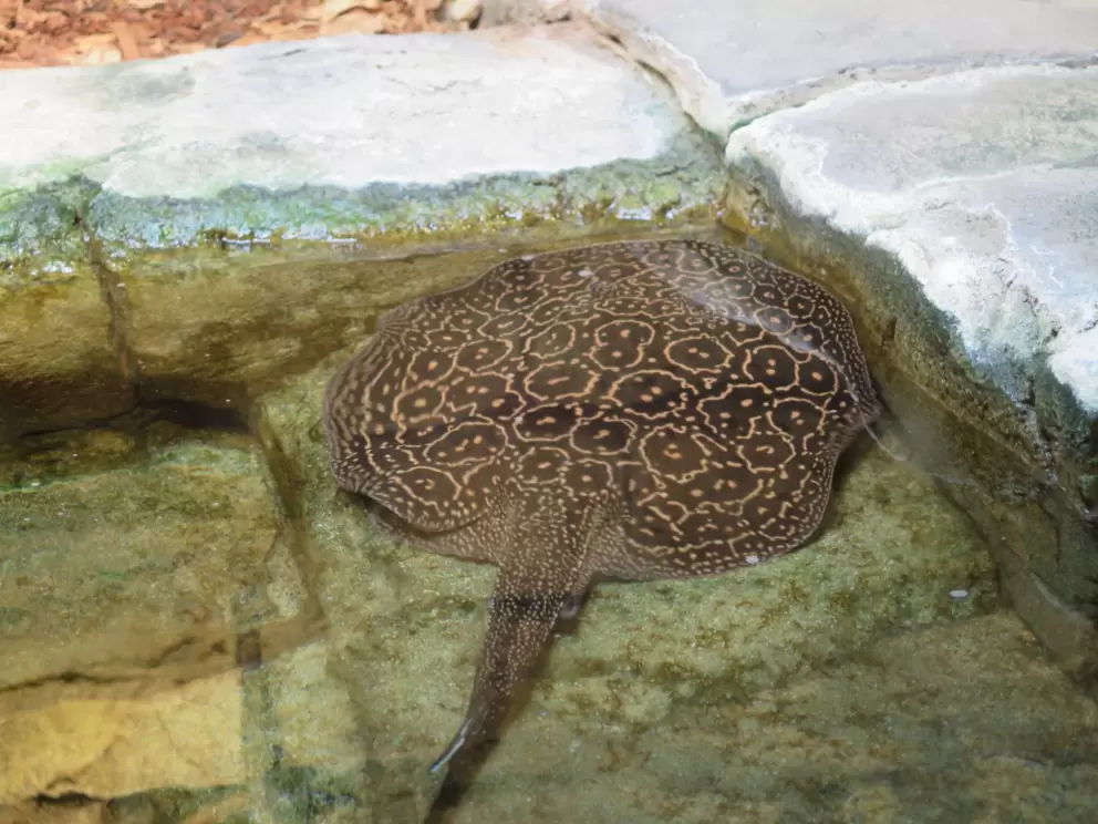 Amazing sting ray with patterned back.