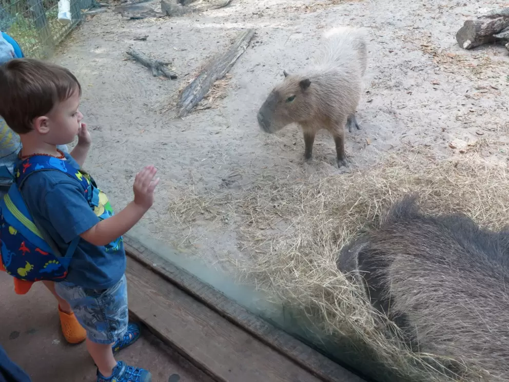 A boy checks out a Capybara. 