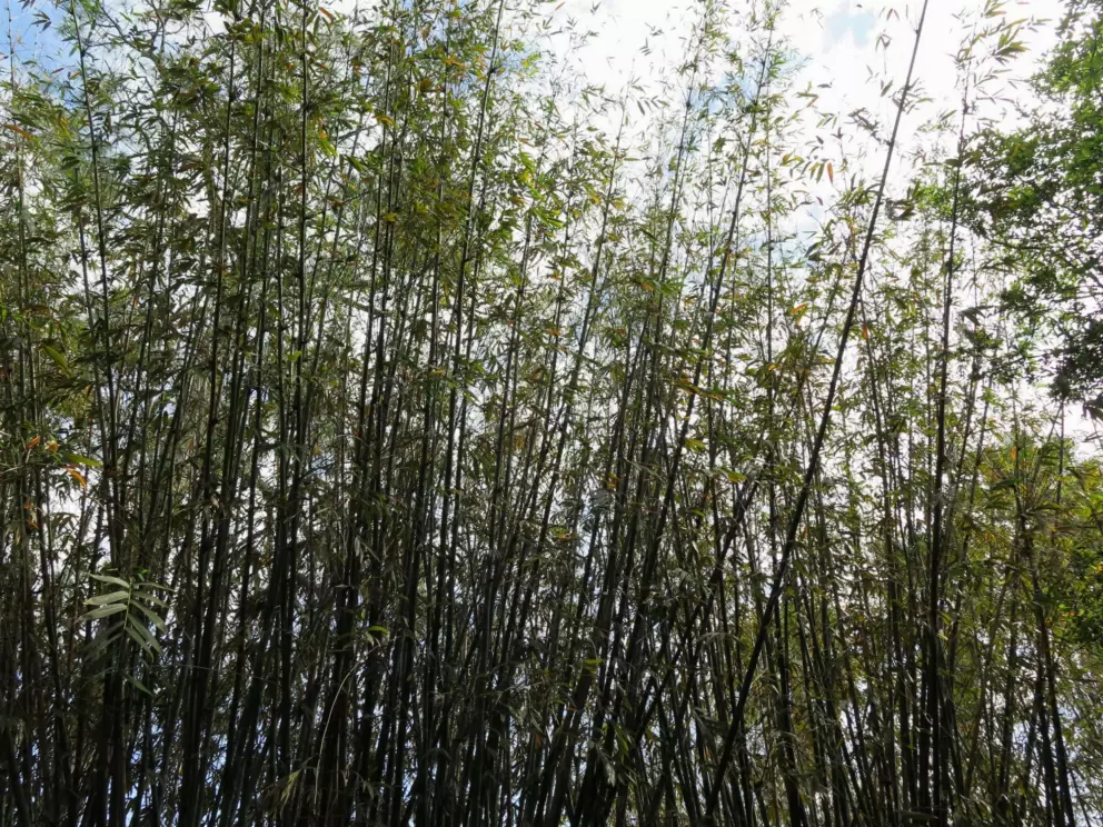Bamboo!