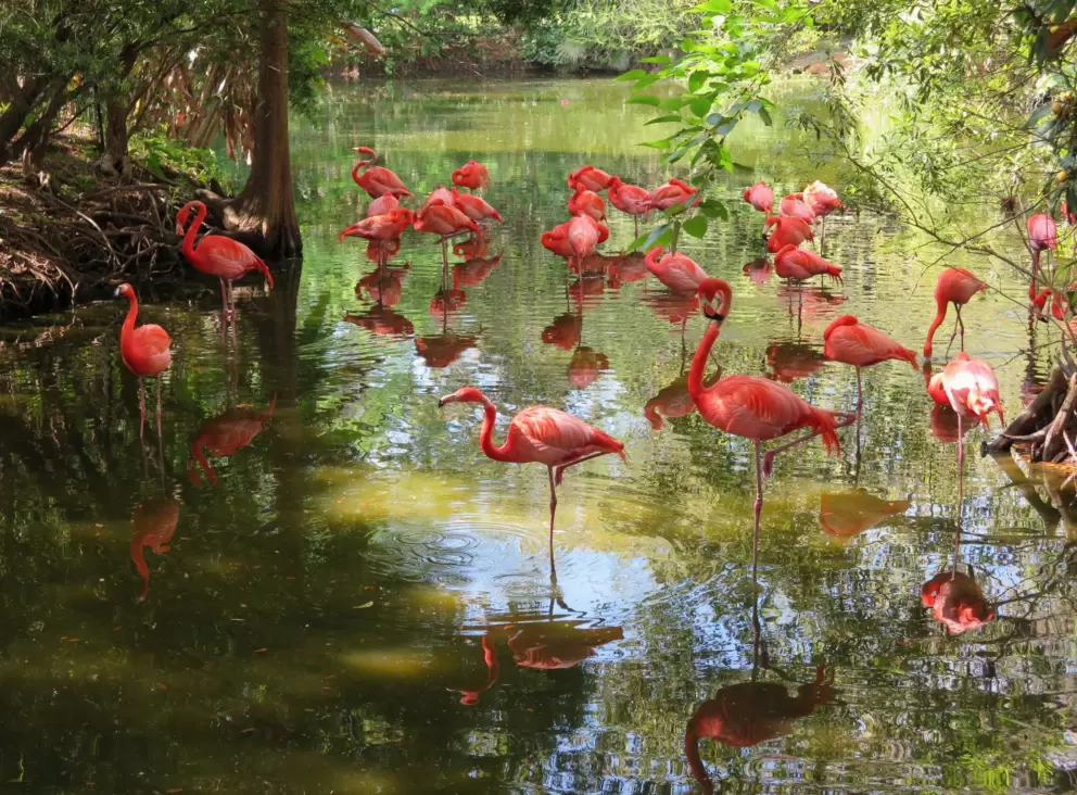 Caribbean flamingos!
