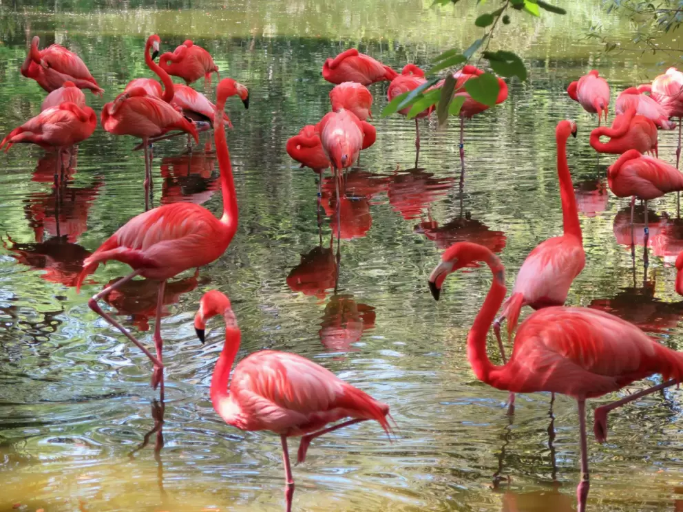 Amazing colors of the flamingos.