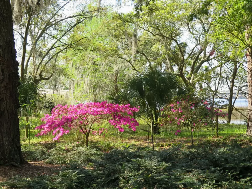 Bougainvillea by the lake.