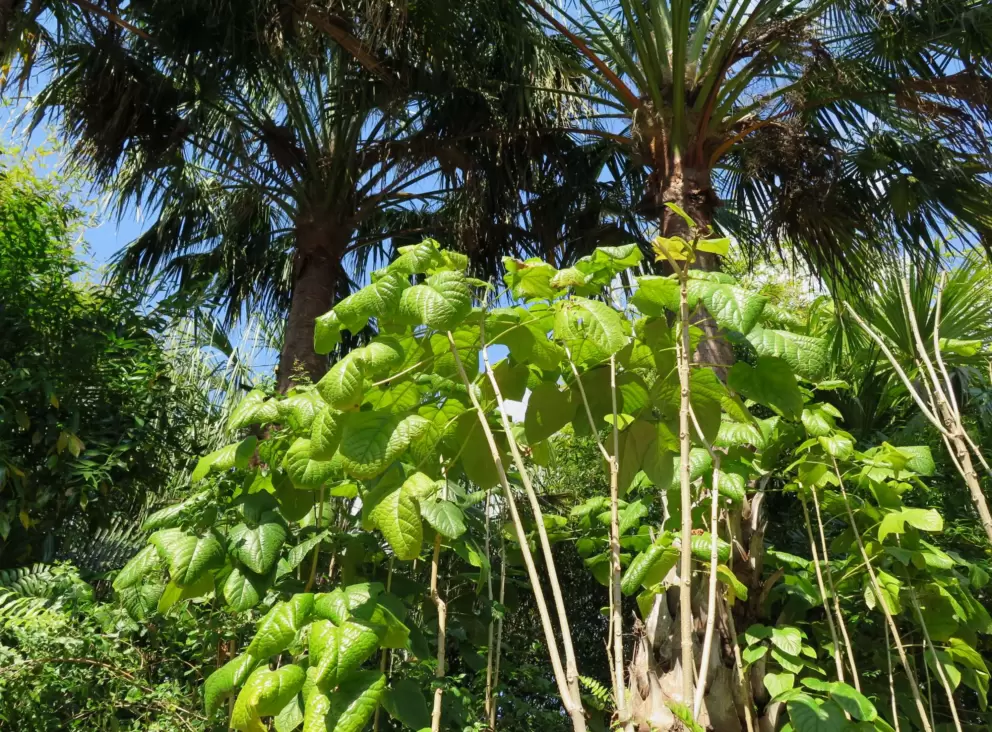 A tropical wonderland.