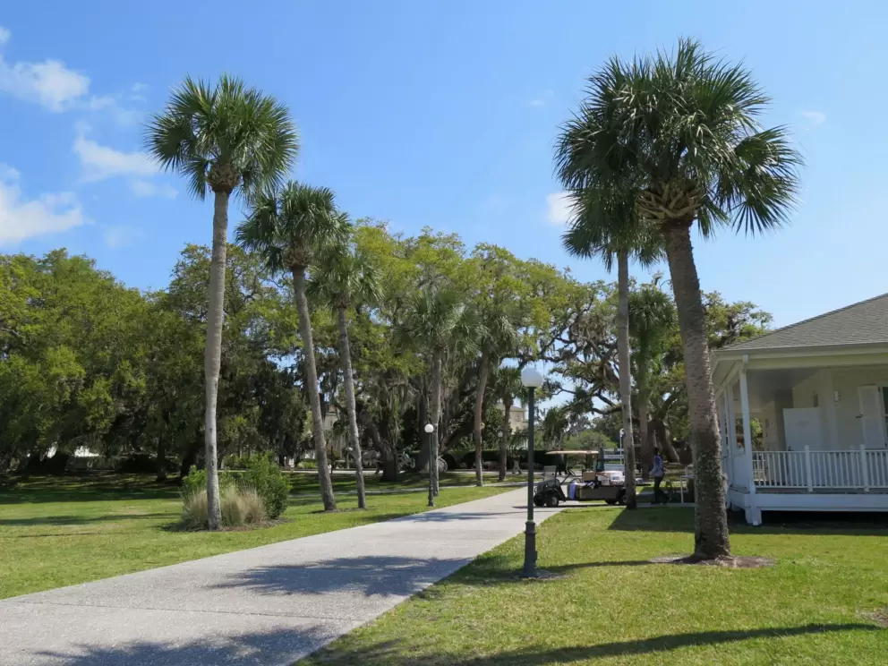 Cabbage palms.