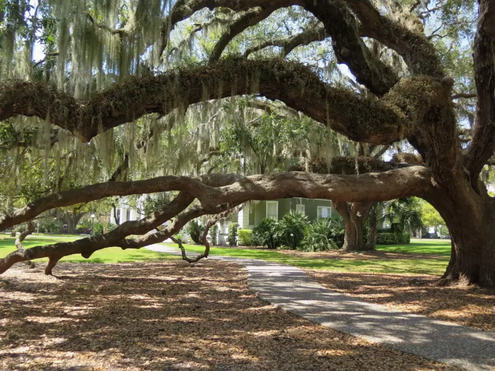 Oak tree strung with moss.