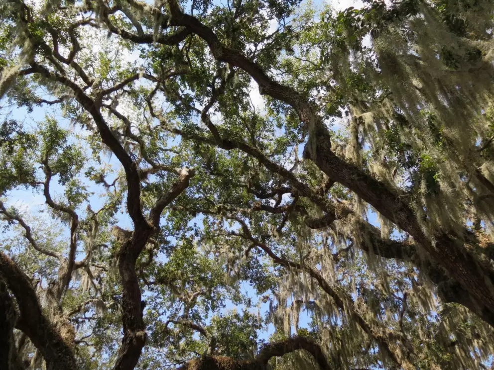 Looking up at the Spanish moss.