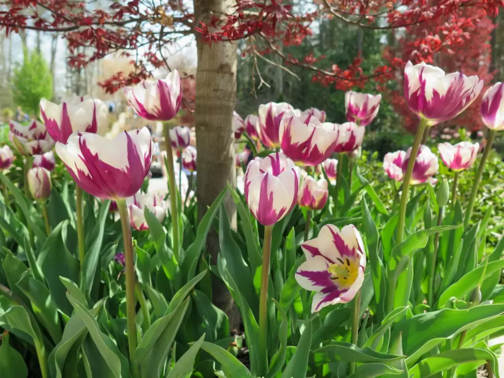 Striped tulips.