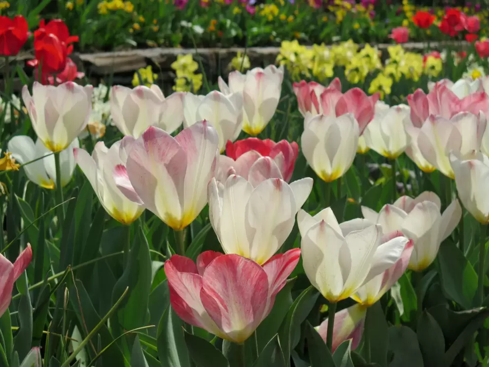 Wow. I love these tulips!!