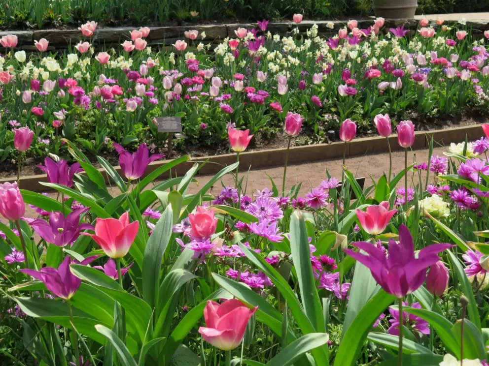 Tulips are so adorable!