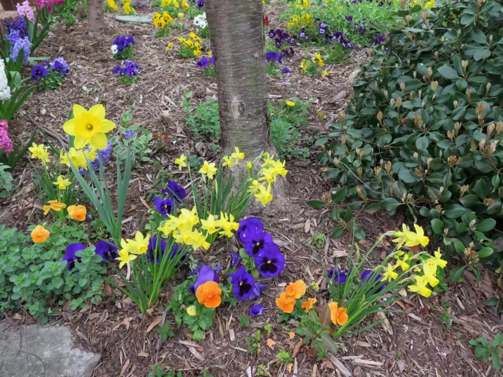Flowers on Franklin Street.