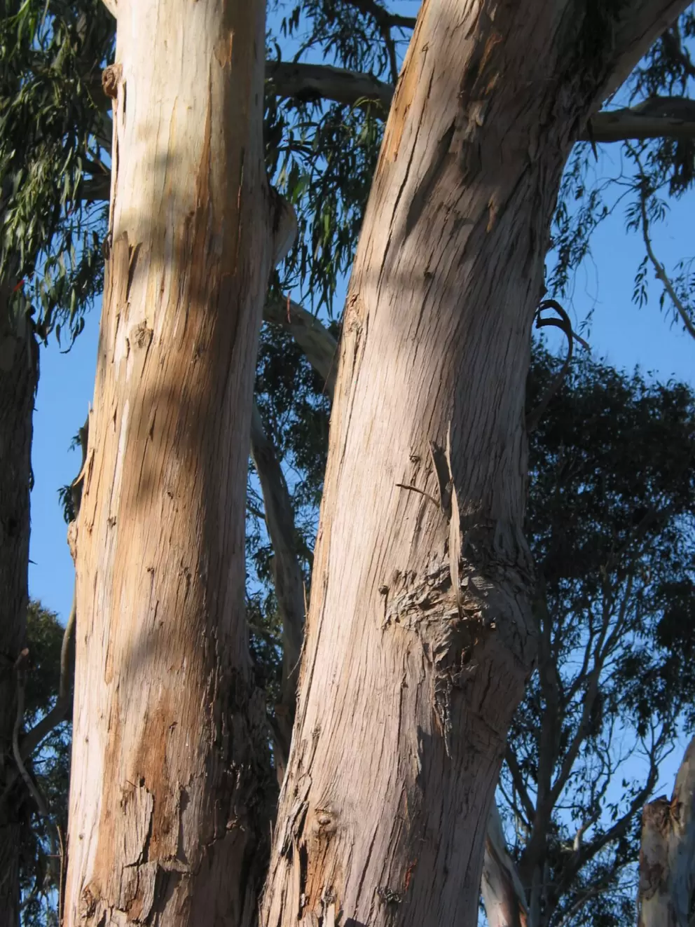 Eucalyptus at Laguna Grande.