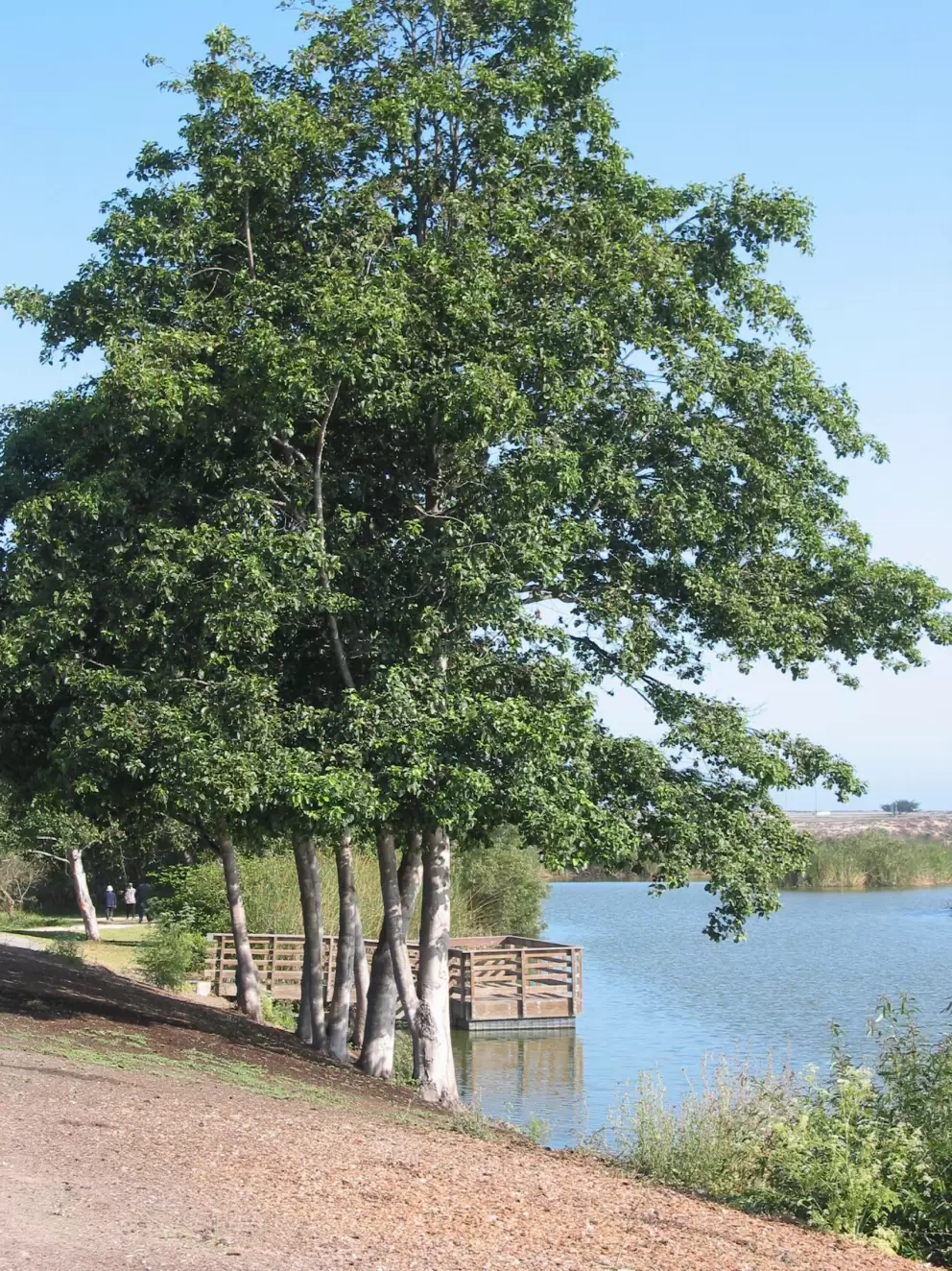 Wooden viewing area beside the lake. 