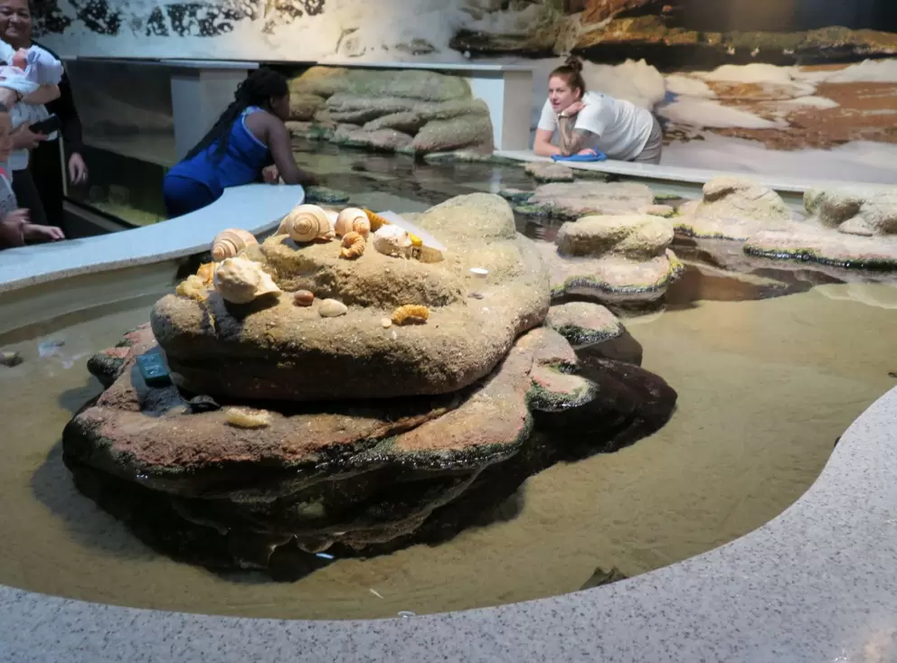 Touch tank discussion.