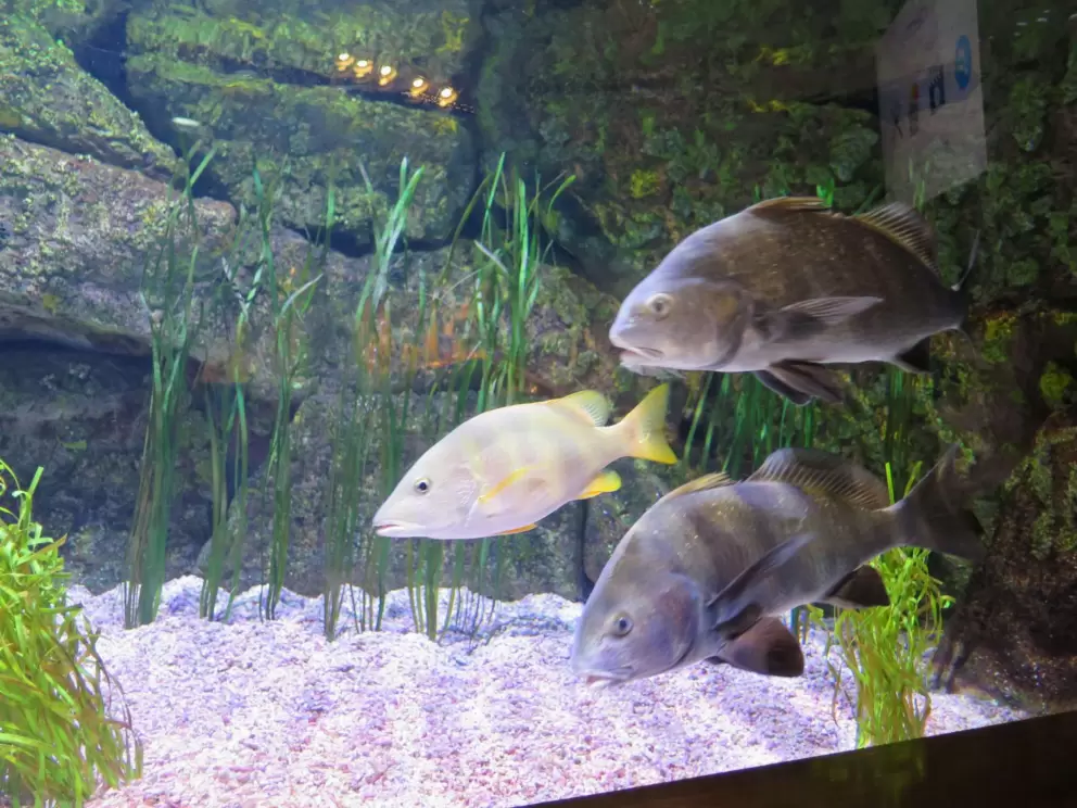 Fish cruising by.