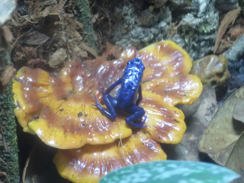 Blue frog.