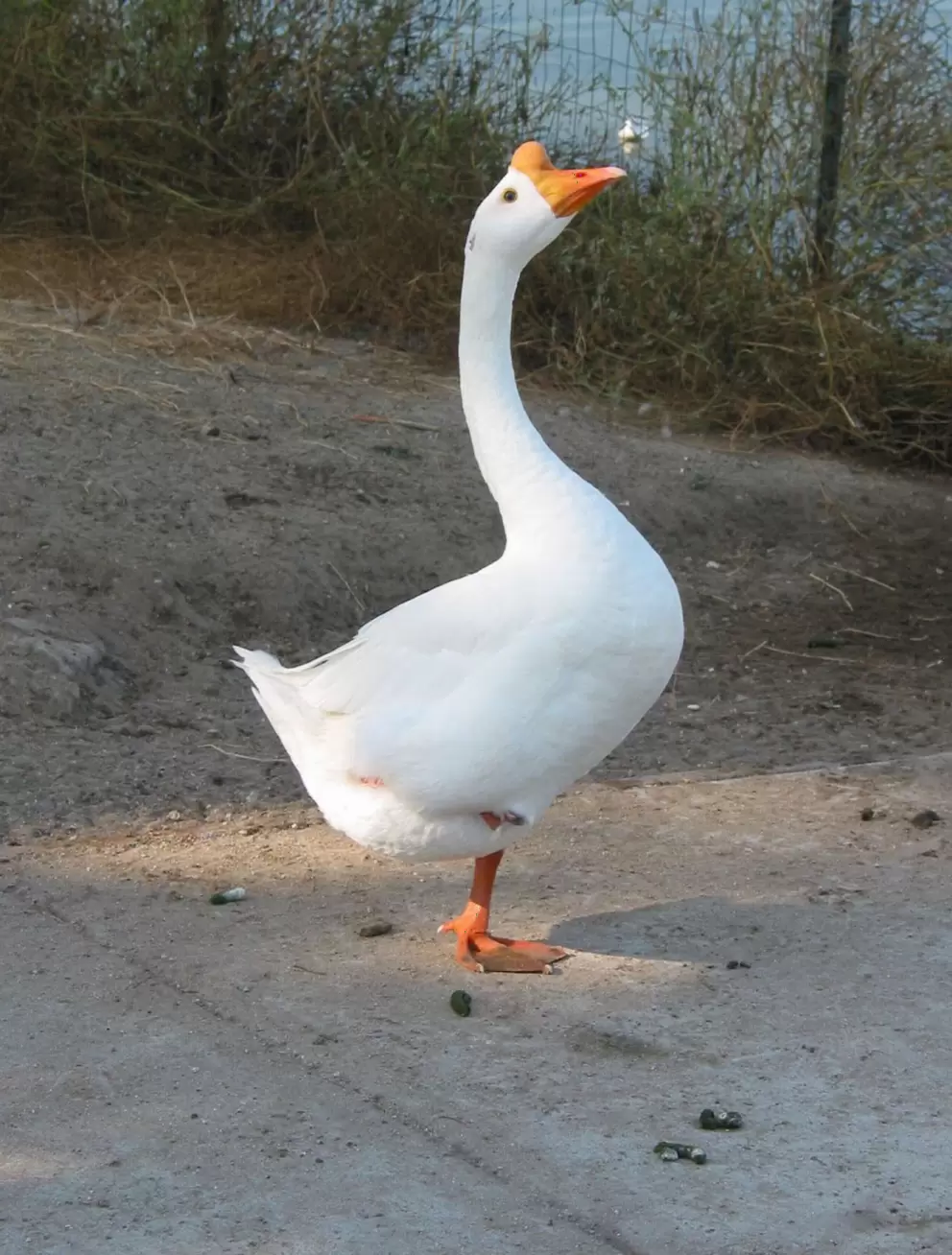 This bird stands on one leg!