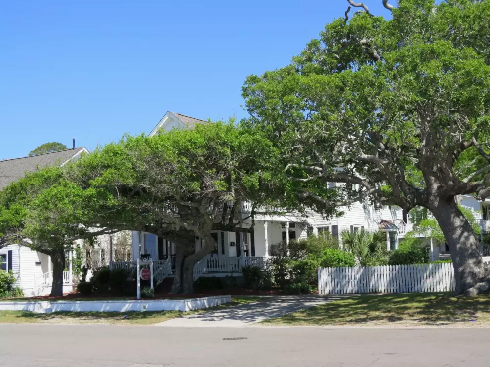 Nice trees in the town.