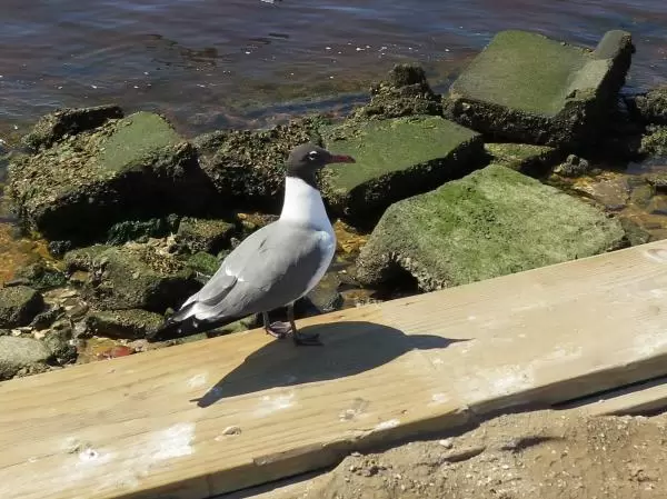 Sea gulls that make lots of noise!