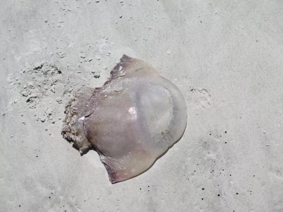 Cannonball Jellyfish.