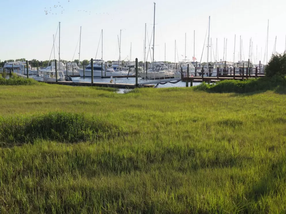Looking out over the marsh toward Southport Marina.