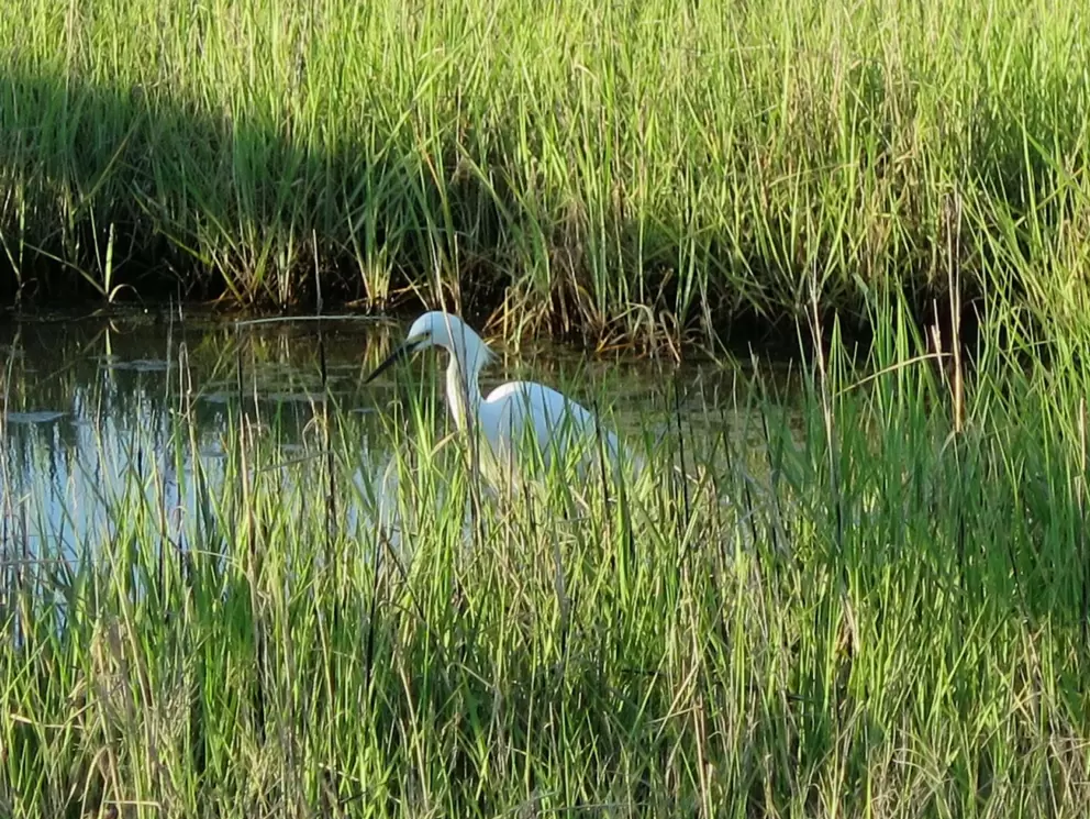 Egret in the salt marsh.