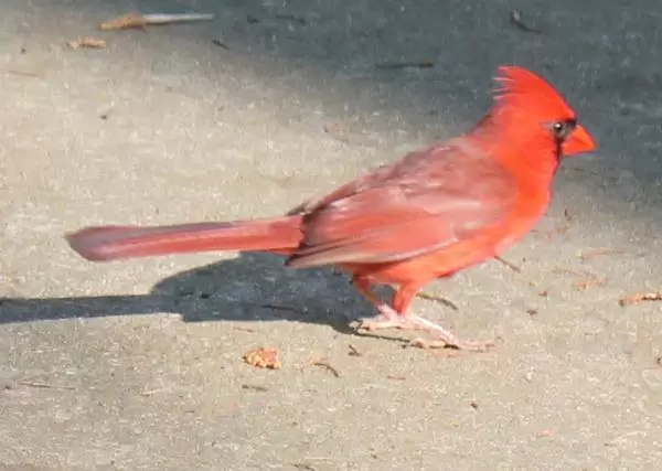 Carolina's state bird, the Cardinal. What a beauty.