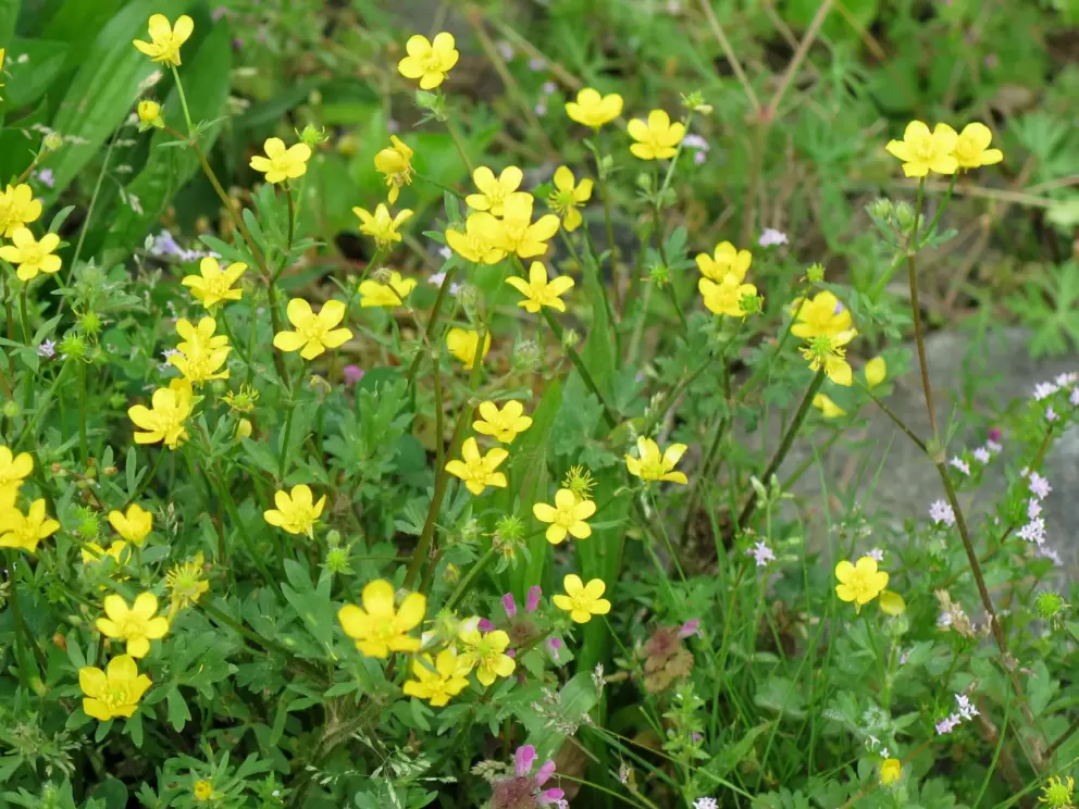 Buttercups in April.